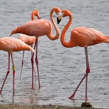 Visita a los Flamingos